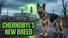 Chernobyl Dog Mutations: You Won’t Believe How These Strays Have Evolved!