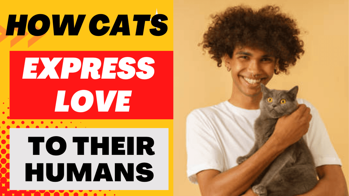 How Do Cats Express Love Abound Pet Supplies