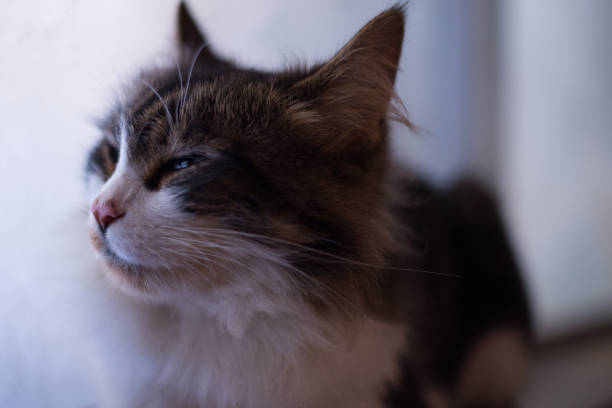 A Comprehensive Guide to Recognizing Signs of Aging in Cats