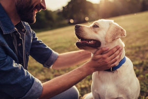 10 Tips for a Happy Dog