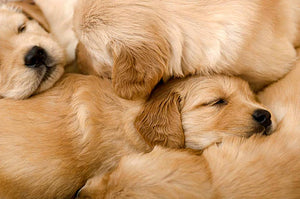 Breeding Golden Retrievers – The Reality