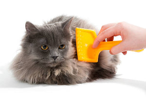 The Secret to a Cleaner Home? A Perfect Cat Deshedding Tool!