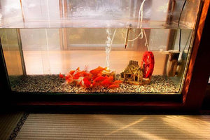 Acrylic Aquariums – How They Came to Be