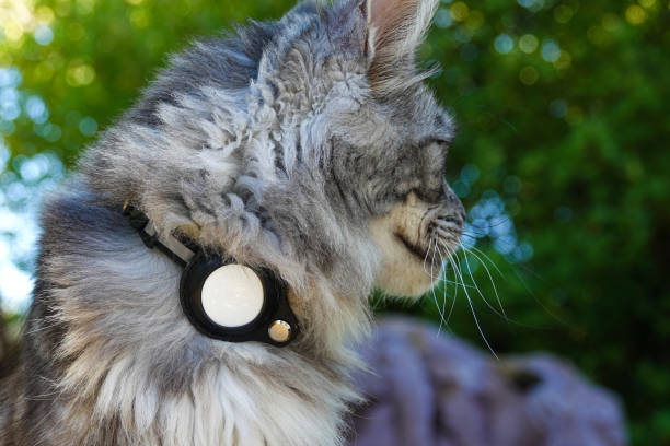 Why Every Cat Owner Needs an Airtag Cat Collar Right Now!