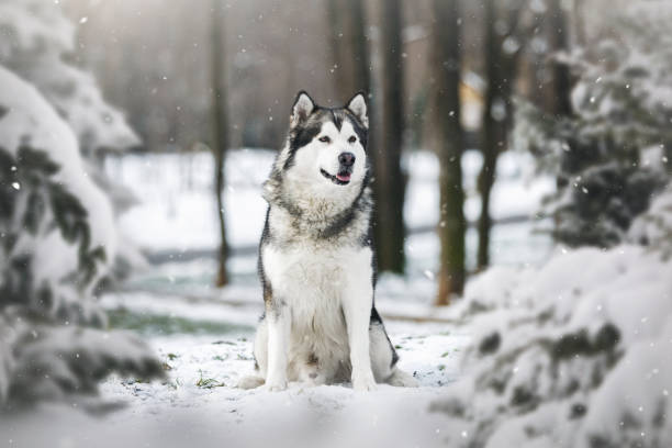 Alaskan Malamute - The Nordic Sled Dog