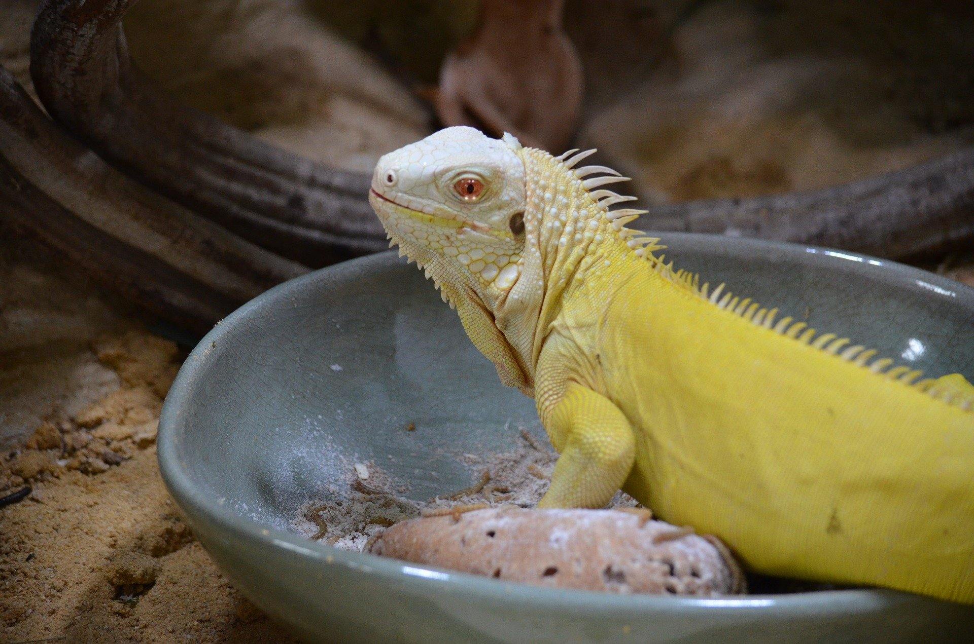 Albino Iguanas – How to Feed Them
