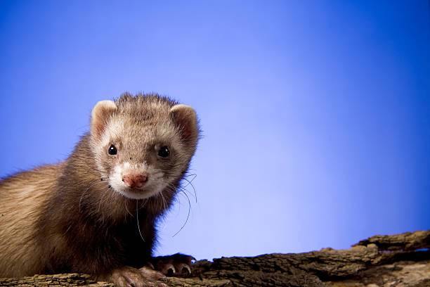 All About Ferrets – Things to Know