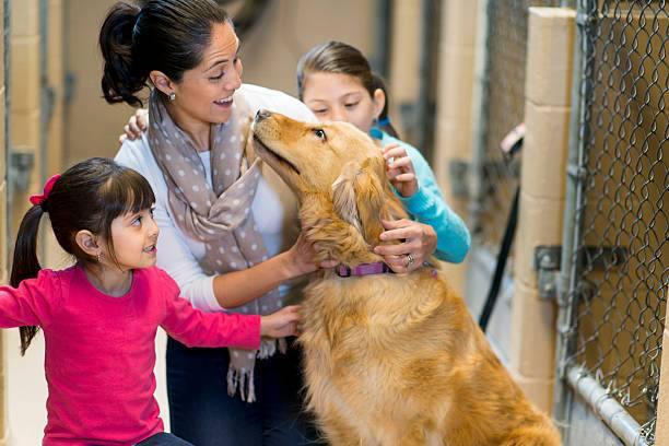 Animal Rescue Groups: Getting a Pet From Them – Abound Pet Supplies