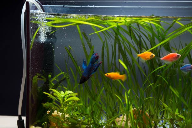 Aquarium Aeration – Fish Survival Depends on It