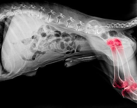 Arthritis in Dogs – Signs, Symptoms and Treatments