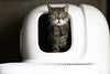 How an Automatic Litter Box Can Save You Time, Money, and Your Sanity!