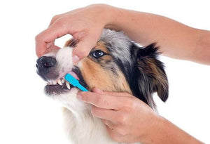 Bad Breath in Dogs – The Causes Revealed