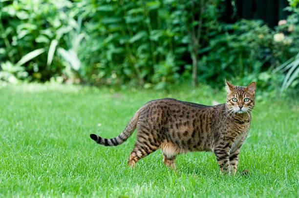 Bengal Cats – Wild Looking Exotic Pets