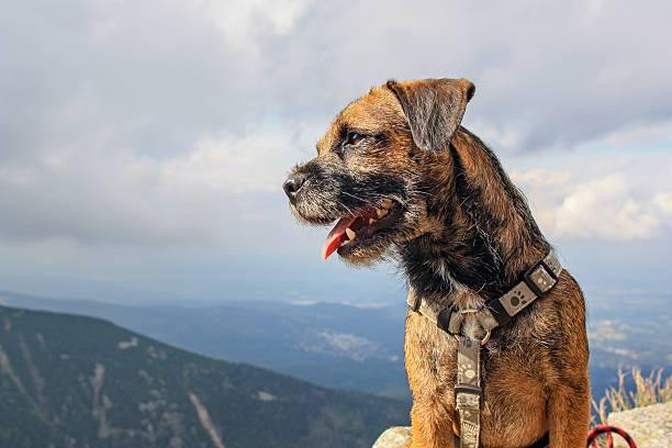 Border Terrier – The Scruffy Little Hunter Dog