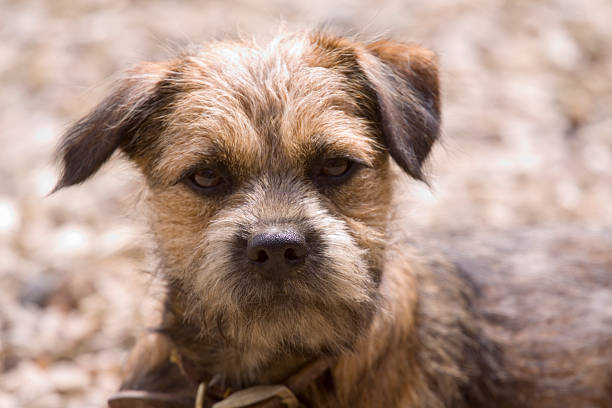 Border Terriers – Some Major Concerns with Them