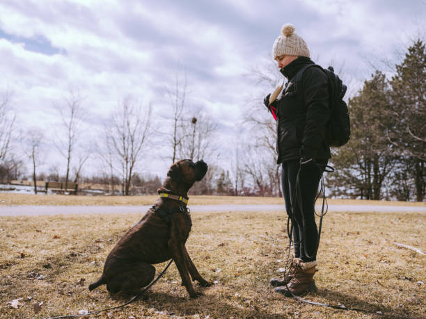 Boxer Dog Training – Where to Begin