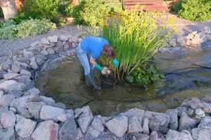 Building a Fish Pond – And Caring for It