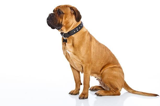Bullmastiff History – How They Came to Be