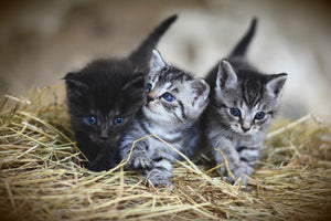 Buying a Kitten – 7 Things to Know Before You Do