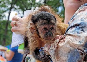 Capuchin Monkeys – Keeping Them as Pets