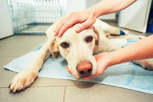 Caring for Your Older Dog – Tips You Need