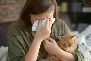 Cat Allergies – How to Deal with Them