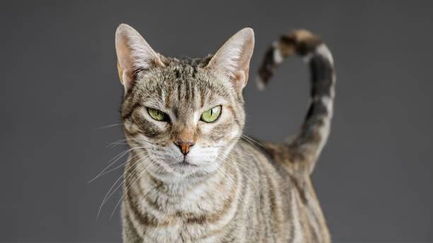 Cat Behaviors – And What They Mean
