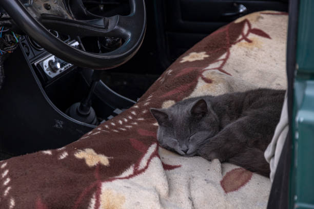 Why Every Cat Owner Needs These Amazing Cat Car Seat Covers!