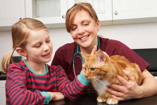 Cat Health Insurance – What You Need to Know
