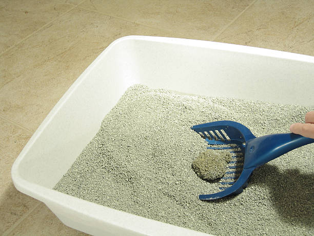 Cat Litter Boxes – They Don't Have To Be Evil