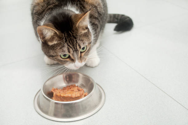 Cat Nutrition – Learning the Basics of It