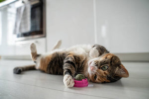 Catnip Balls for Cats: The Must-Have Toy Your Cat Will Go Crazy For!