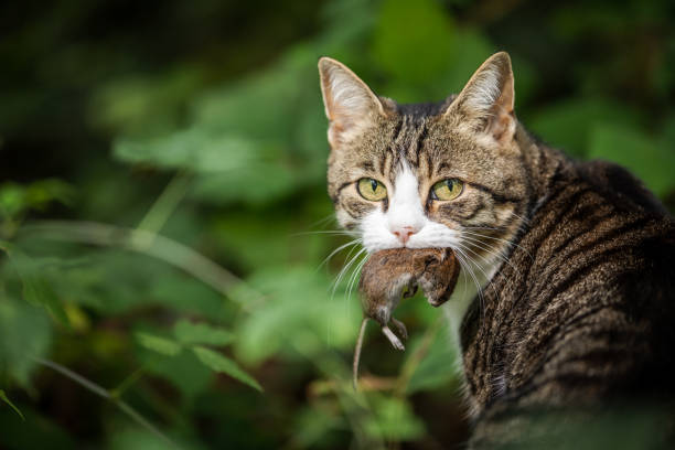 Cats and Hunting - How They Learn to Do It