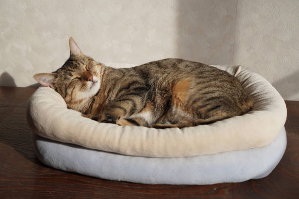 Cheeb Cat 10 Incredible Cheap Cat Beds That Your Feline Will Absolutely Love ...