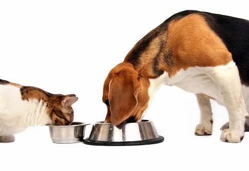 Choosing a Pet Food – The Best One's