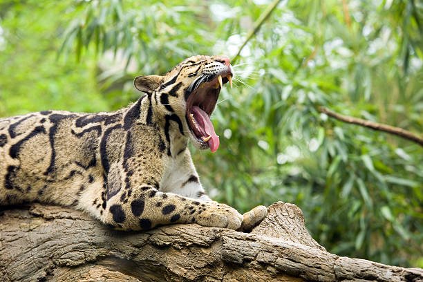 Clouded Leopards – Can You Own One as a Pet? – Abound Pet Supplies
