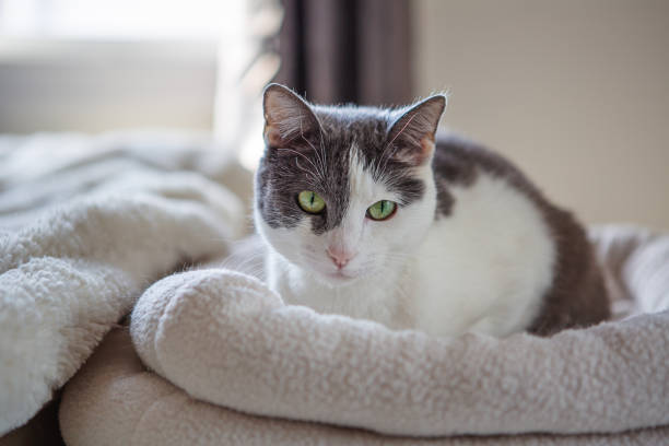 The Ultimate Guide to Choosing the Perfect Cozy Cat Bed!