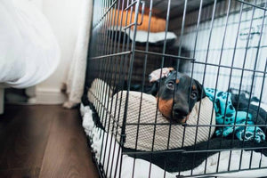 Crate Training Your Puppy – Effectively