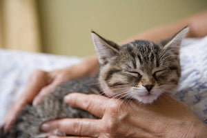 Decoding the Language of Cat Purring: What Your Feline Friend is Trying to Tell You