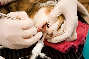 Dental Care for Cats – Why it is Important