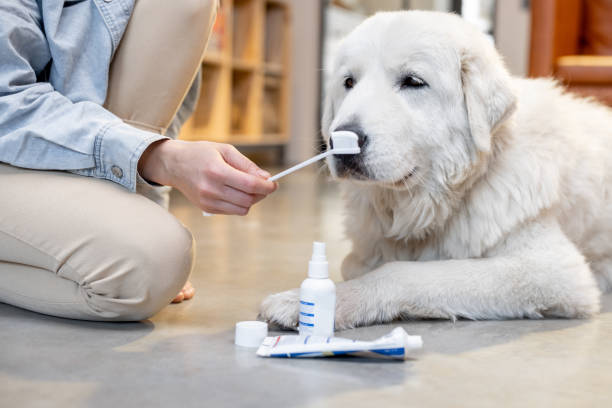 Dental Kit for Dogs: The Ultimate Tool to Keep Your Pup’s Teeth Healthy!