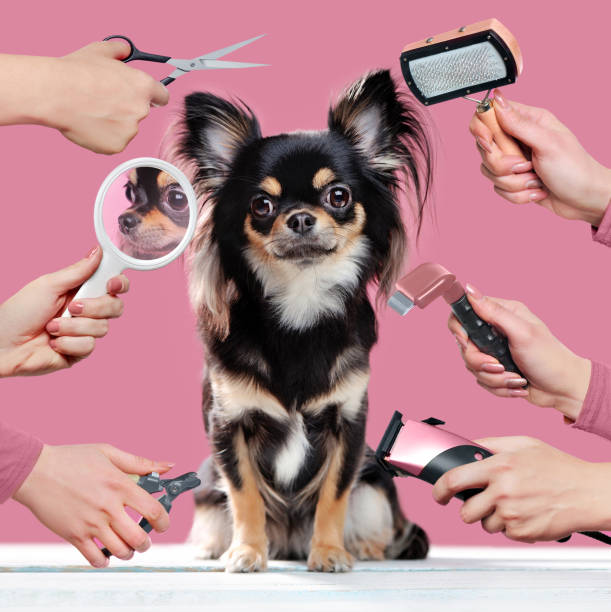 Dog Grooming Kits That Will Save You a Fortune at the Groomer!