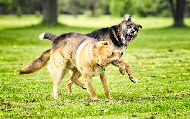 Dog Parks Are Dangerous – Here's Why They Are