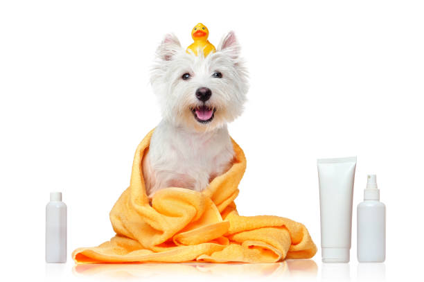 The Ultimate Dog Shampoo Guide – Read This Before Your Next Bath!