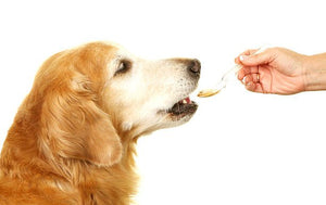 Dog Supplements – Are They Really Needed?
