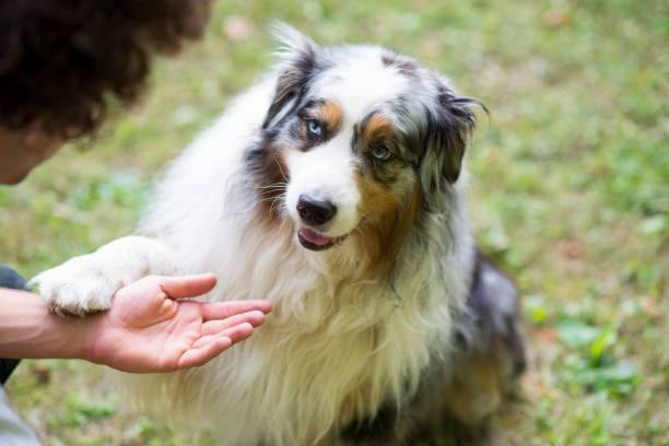 Dog Tricks – 3 Easy Ones to Teach