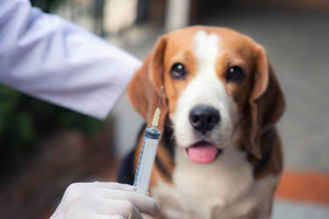 Dog Vaccinations – How Important Are They?