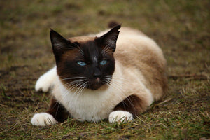 Domestic Cat Breeds – 3 Of The Best