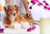 The Ultimate Guide to Holistic Pet Wellness Trends That Will Blow Your Mind!