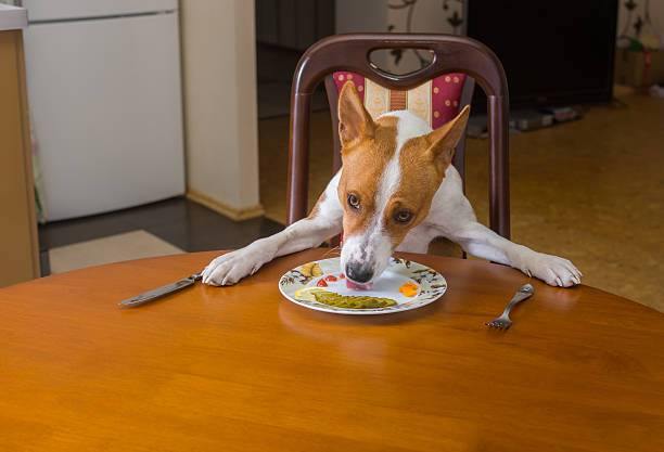 Feeding Table Scraps to Dogs – It's Not OK